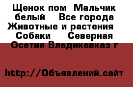 Щенок пом. Мальчик белый  - Все города Животные и растения » Собаки   . Северная Осетия,Владикавказ г.